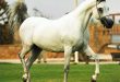 عالية نوريسة – مربط سدير للخيل العربية الأصيلة