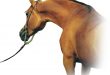 إكسيلسيا جي – مربط سدير للخيل العربية الأصيلة