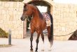 عساف – مربط سدير للخيل العربية الأصيلة