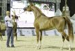 مها سدير – مربط سدير للخيل العربية الأصيلة