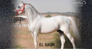 يعلن مربط سدير للخيل العربية الأصيلة عن توفر شبوات الفحل الصقر