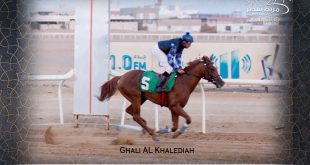 يعلن مربط سدير للخيل العربية الأصيلة عن توفر شبوات الفحل غالي الخالدية