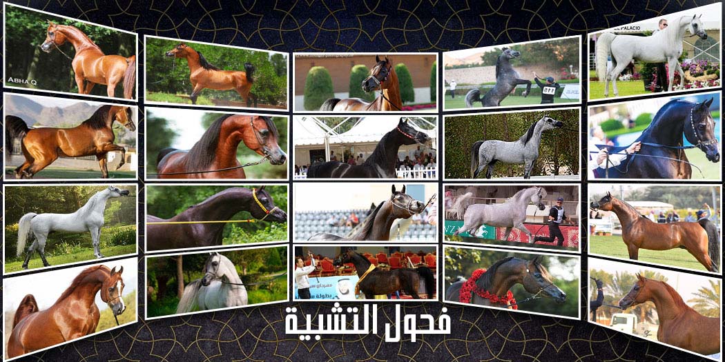 الفحول المتاحة للتشبية - خيول الجمال والسرعة 2019