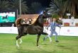 فوز البطل ناف شقران بالمركز الثاني في مهرجان الامير سلطان العالمي للخيل العربي الاصيل
