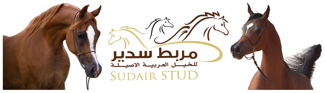 مربط سدير للخيل العربية الأصيلة